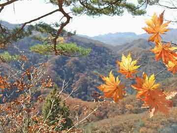 澳門彩票業(yè)的發(fā)展與監(jiān)管，一個(gè)探討違法犯罪問題的視角（以澳門天天開好彩為例）