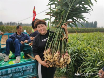 今日安丘大姜最新價(jià)格，市場(chǎng)走勢(shì)深度解析