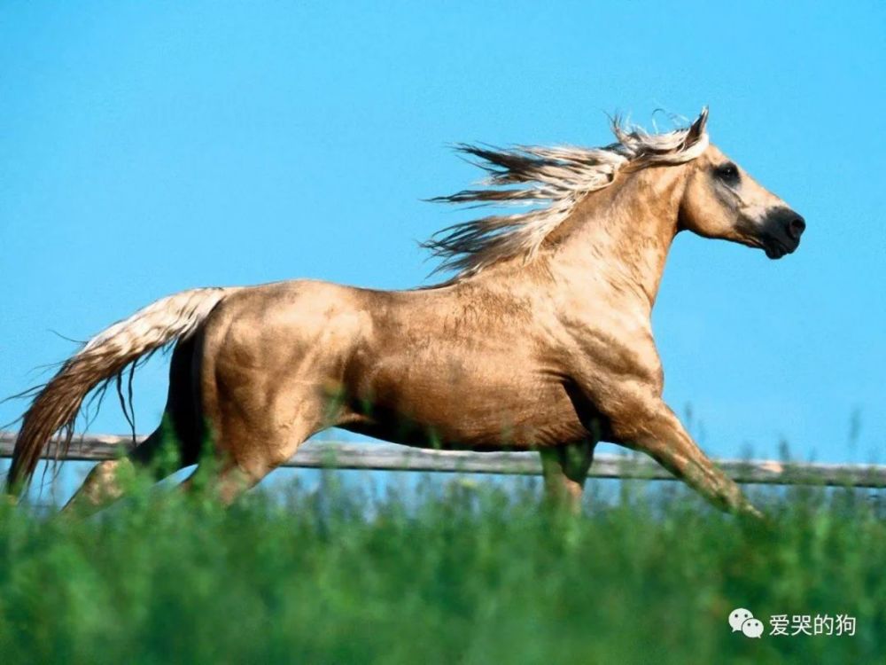 探索未知，今晚澳門特馬開什么與神秘的四不像