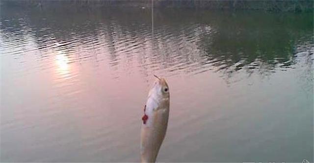 湖山水庫(kù)釣魚(yú)最新魚(yú)情深度解析