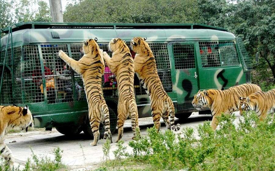 深圳野生動物園攻略（最新整理）