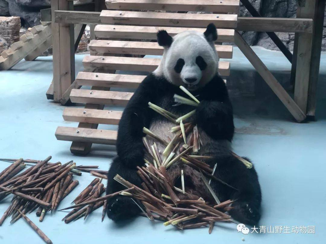 長(zhǎng)春野生動(dòng)物園最新消息