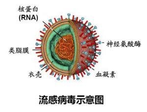 河南地區(qū)關于H7N9的最新消息，深度分析與展望（2017年）